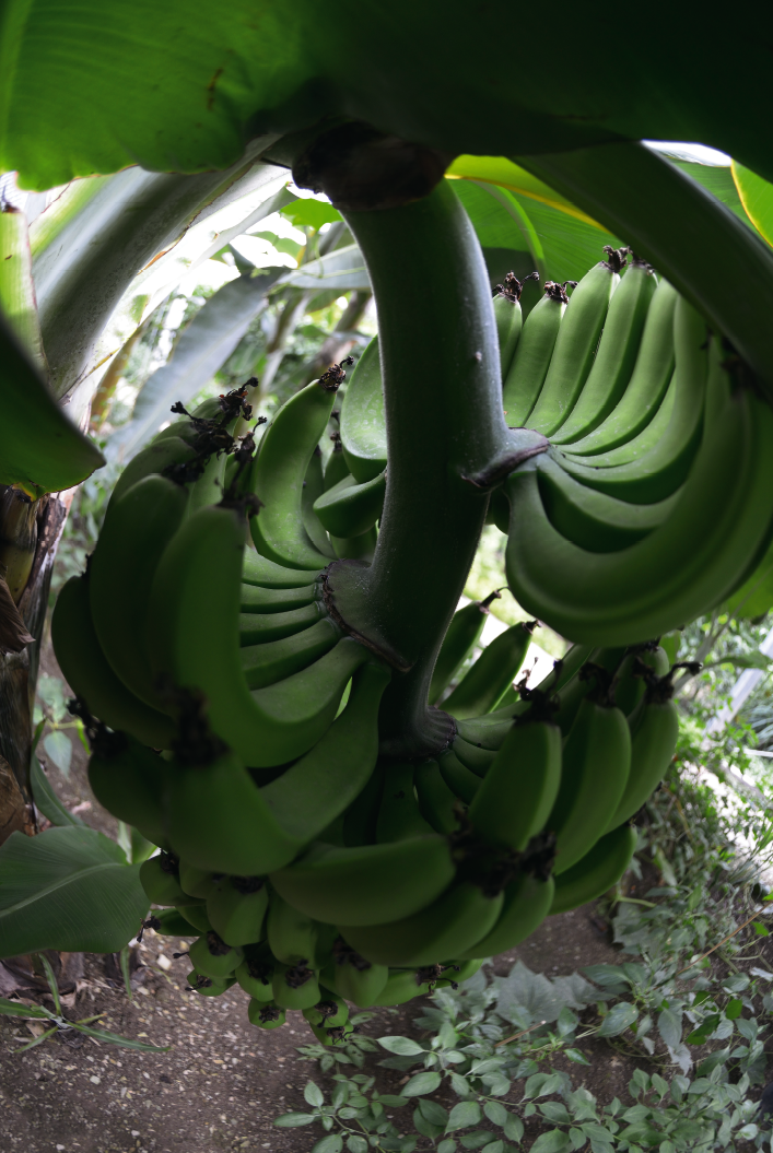 Tropische Früchte, zum Beispiel Bananen, wachsen auch im Frankenwald. Allerdings muß ein Gewächshaus drumherum gebaut und kräftig geheizt werden.
