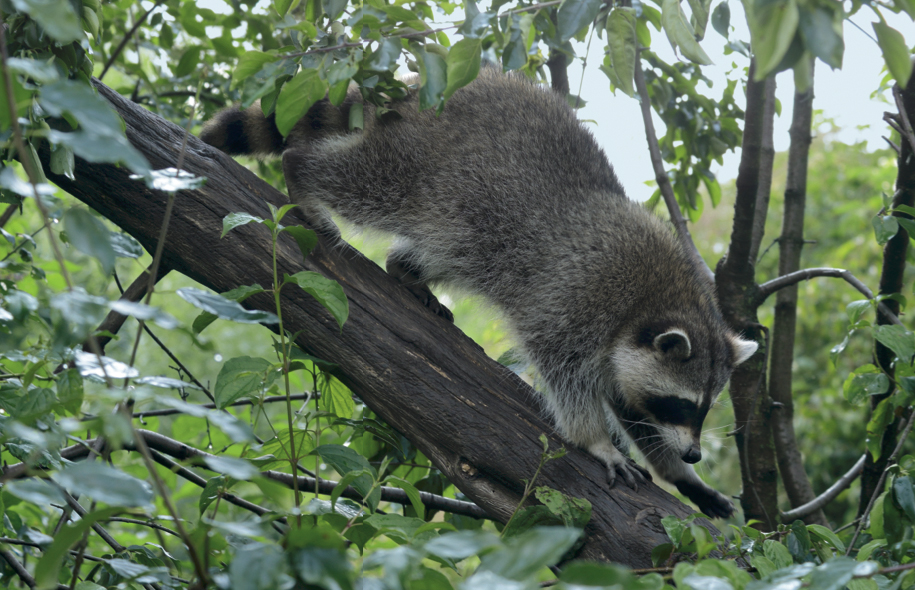 waschbaer2