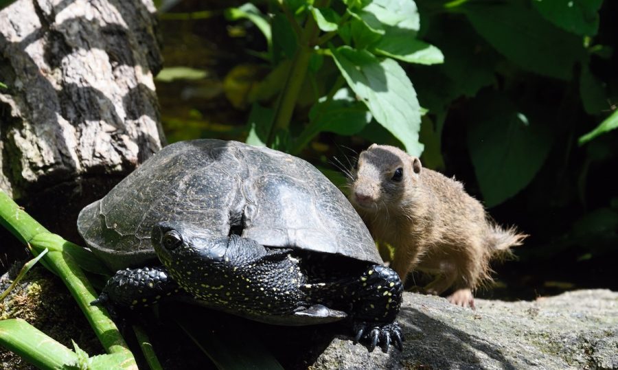 Sumpfschildkroete Europäische Sumpfschildkröte Artenschutzprogramm im Nbger Tiergarten