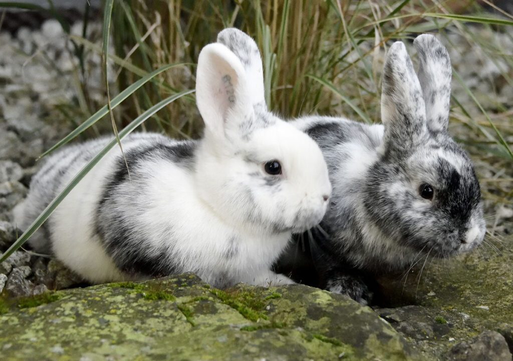 Kaninchen Rhönkaninchen