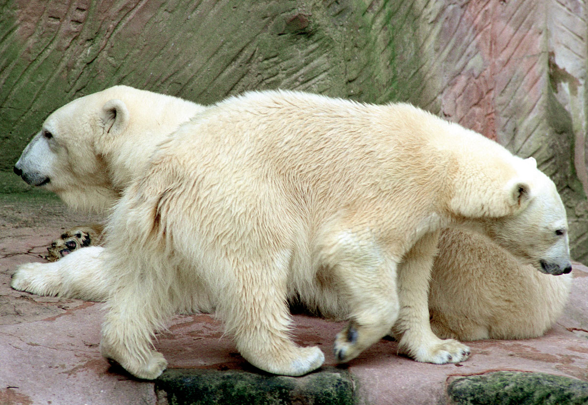 Eisbären