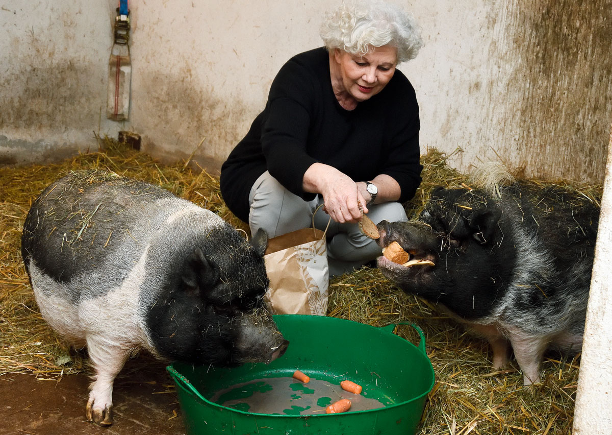 Die Minipig-Geschwister Sir Reginald und Lady Doreena