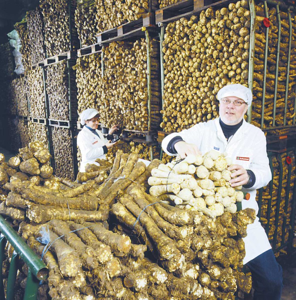 Meerrettich-Lager in Baiersdorf