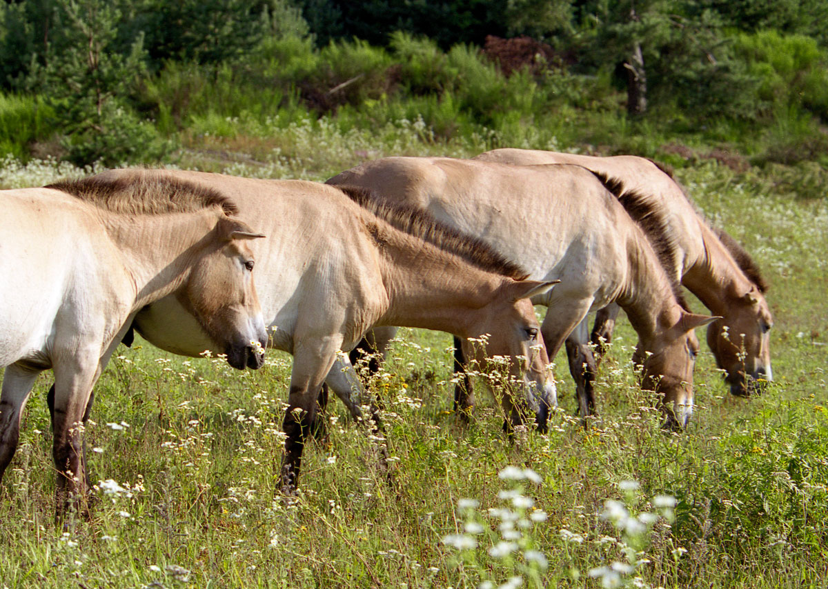 Przewalski-Pferde im Tennenloher Forst bei Nürnberg