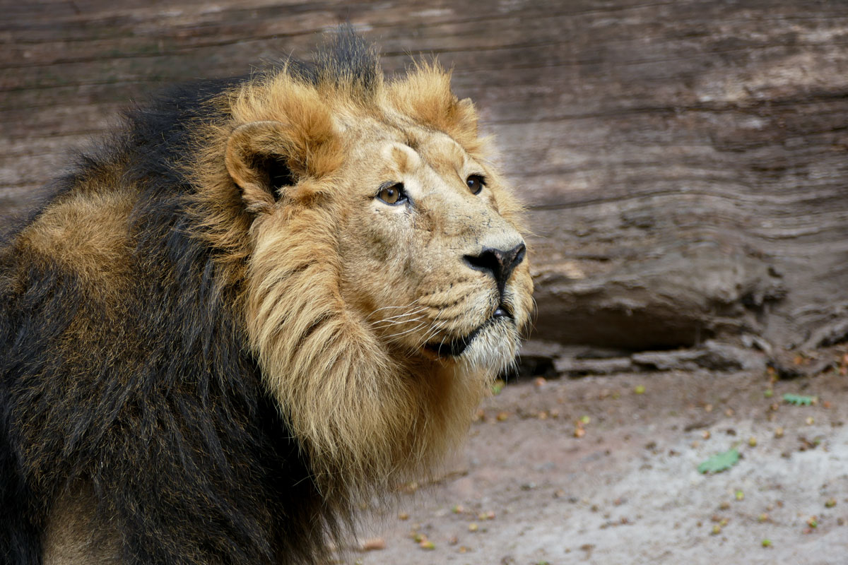 Löwe Subali im Nürnberger Tiergarten