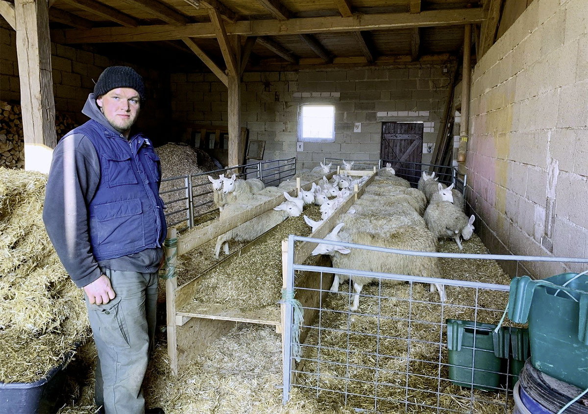 Schafe unter Strom