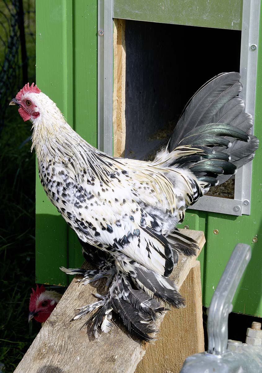 … und da wären auch noch zahlreiche schwarz-weiß gesäumte Wyandoten.