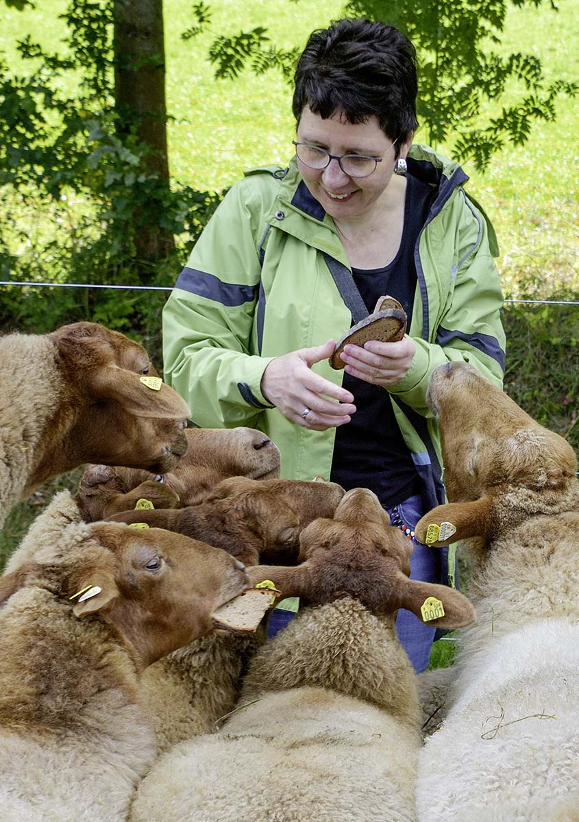 Besucherin verwöhnt die Schafe des Arche-Dorfs