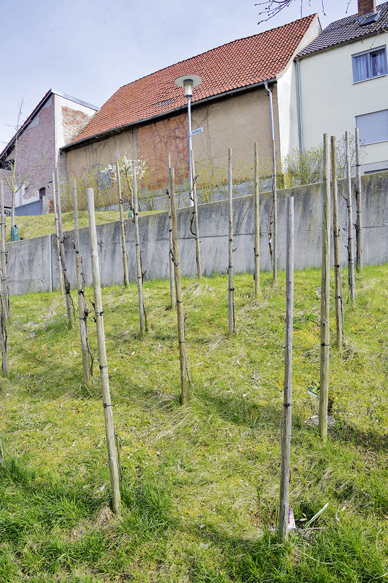 Kürnach hat immer noch einen eigenen Weinberg mitten im Ort.