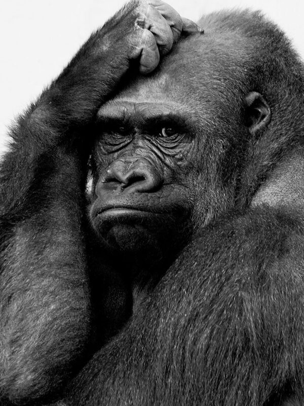 Gorilla Fritz aus dem Nürnberger Tiergarten Gorilla Fritz aus dem Nürnberger Tiergarten