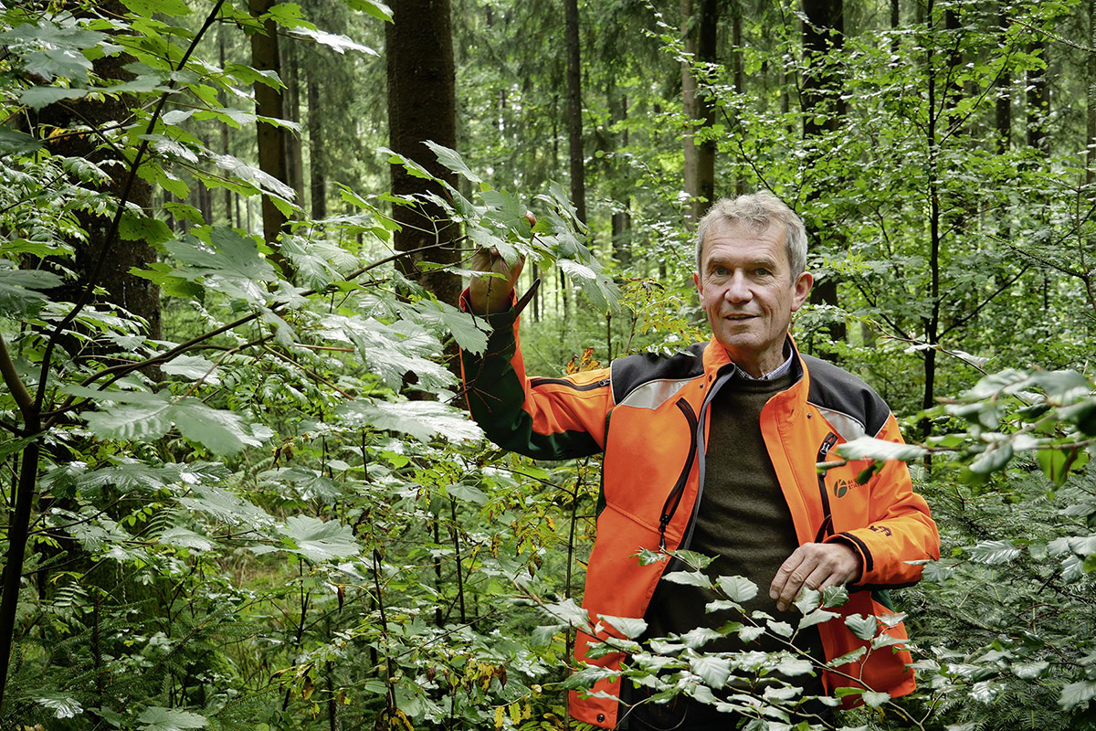 So sieht gesunder Mischwald aus: Forstwissenschaftler Fritz Maier in einer erfolgreich umgebauten Fläche im Frankenwald