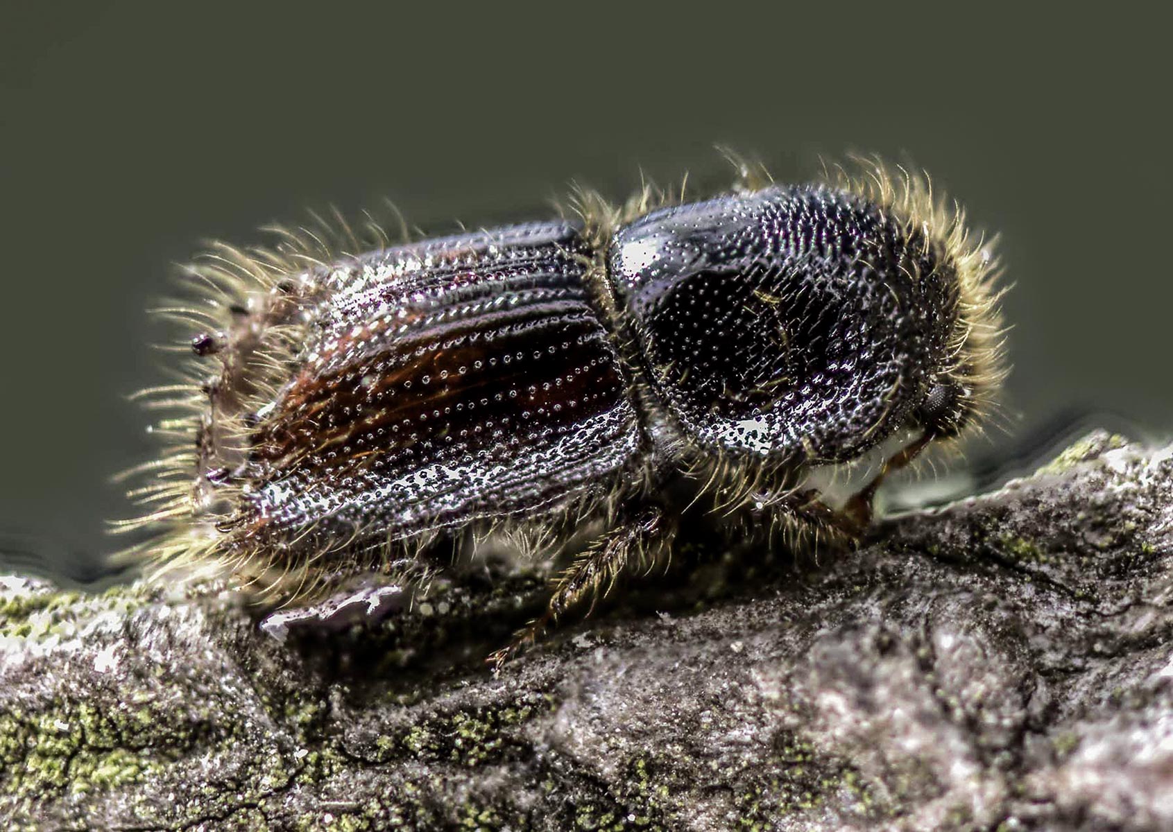 Borkenkäfer Ips typographus