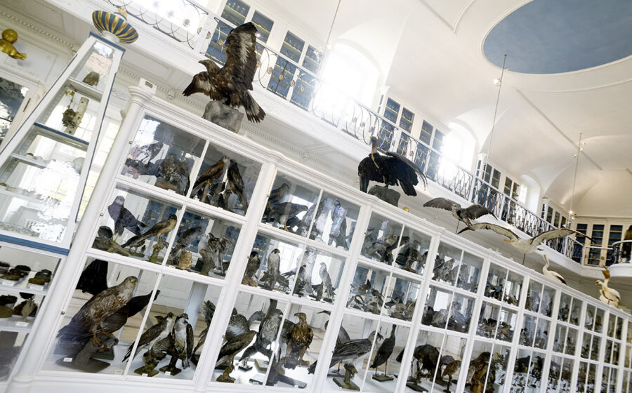 Naturkunde-Museum Bamberg Naturkunde-Museum Bamberg