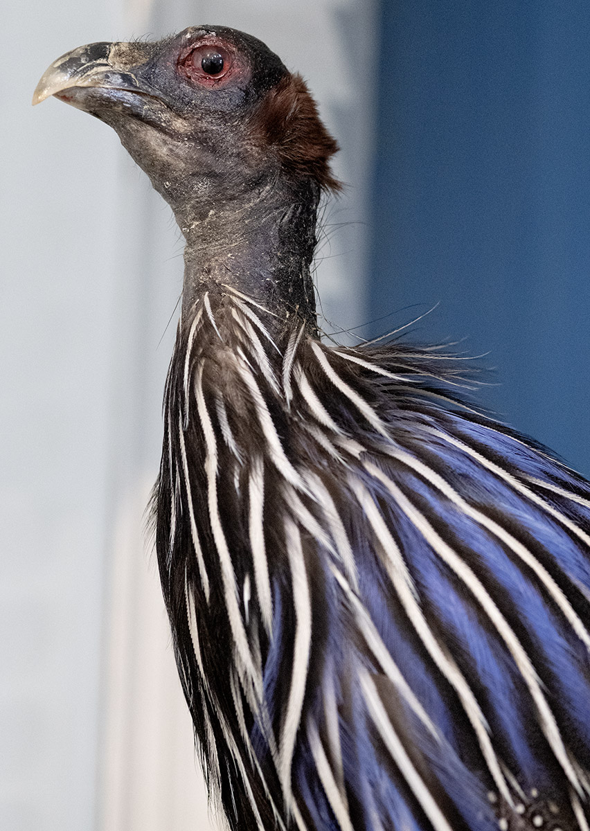 Geierperlhuhn