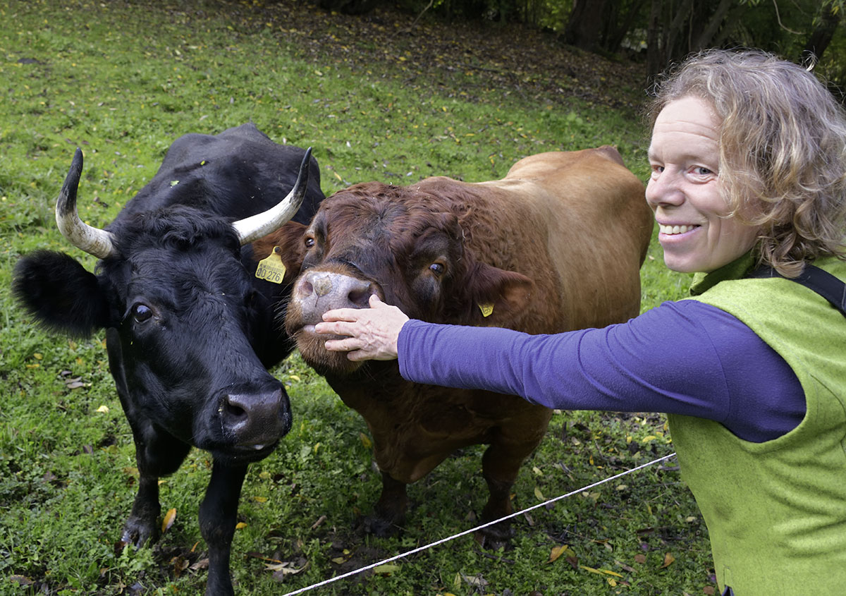 Streicheleinheiten und trockenes Brot als kleine Anerkennung für wertvolle Mitarbeit: Gebiets­betreuerin Christiane Brandt mit Dexterstier Findus und Gefährtin.