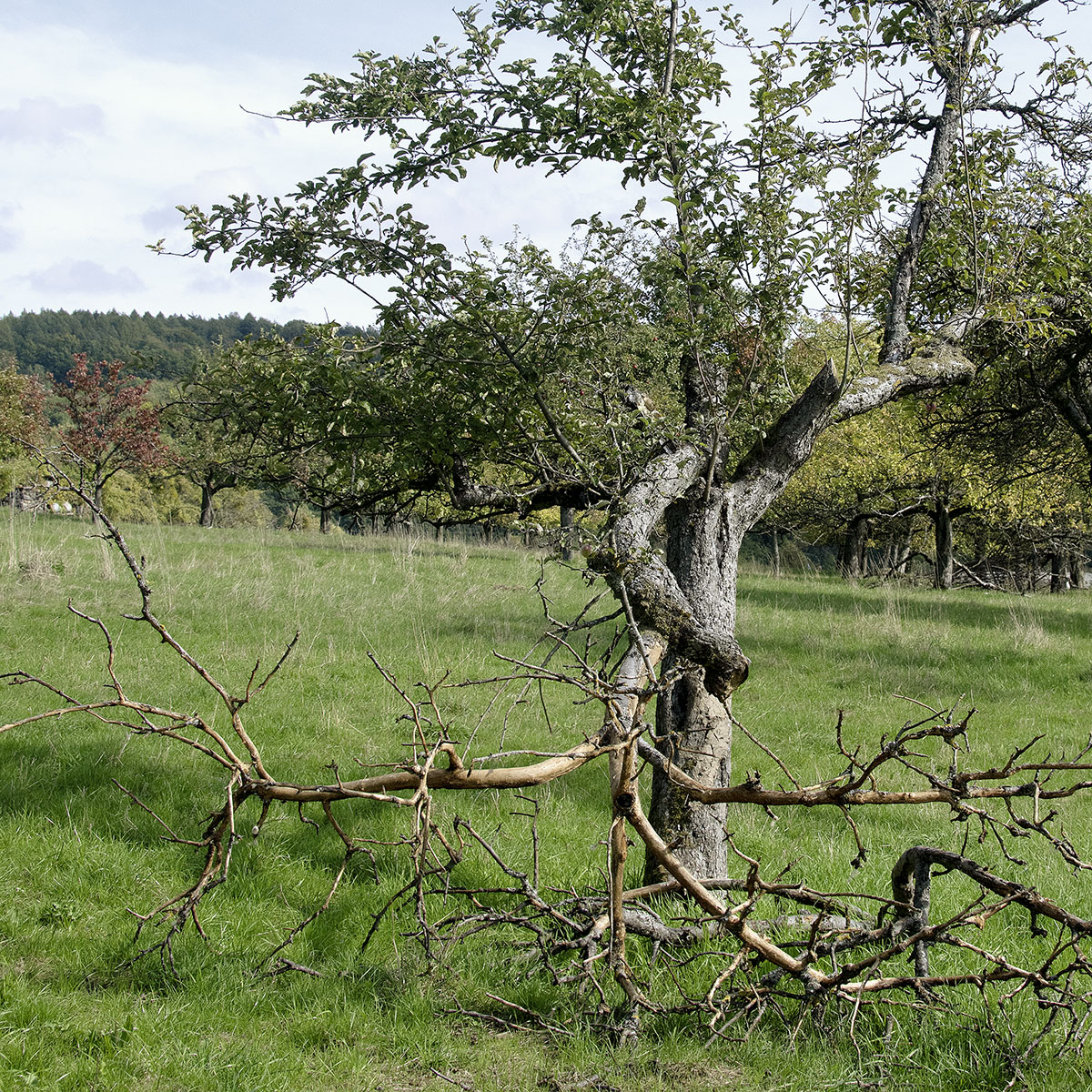 Sieger (Unterfranken) Kategorie Beste Serie – Sonderpreis Bezirk Unterfranken Wolf-Dietrich Weissbach: Morituri te salutant (Die Totgeweihten grüßen Dich)