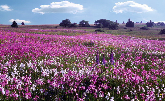 Frühling in der Rhön Frühling in der Rhön