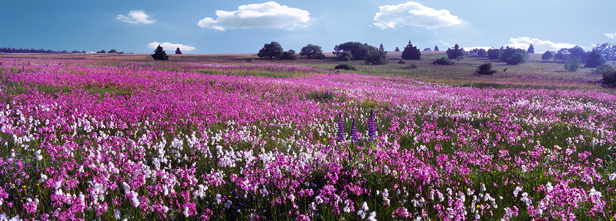 Frühling in der Rhön