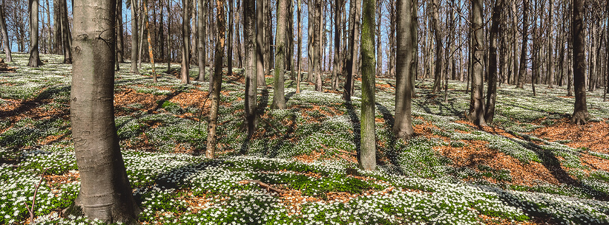 Frühling in der Rhön