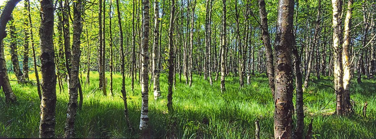 Frühling in der Rhön