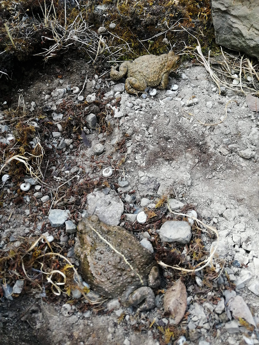 Vom Aussterben bedroht: Zwei Kreuzkröten im Naturschutzgebiet Ammerfeld bei Eußenheim/Unterfranken. © Christiane Brandt