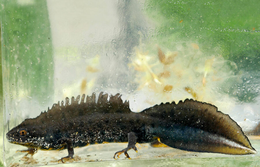 Kammmolch auf Brautschau, © Jan Ebert, Bund Naturschutz/Lichtenfels Kammmolch auf Brautschau, © Jan Ebert, Bund Naturschutz/Lichtenfels