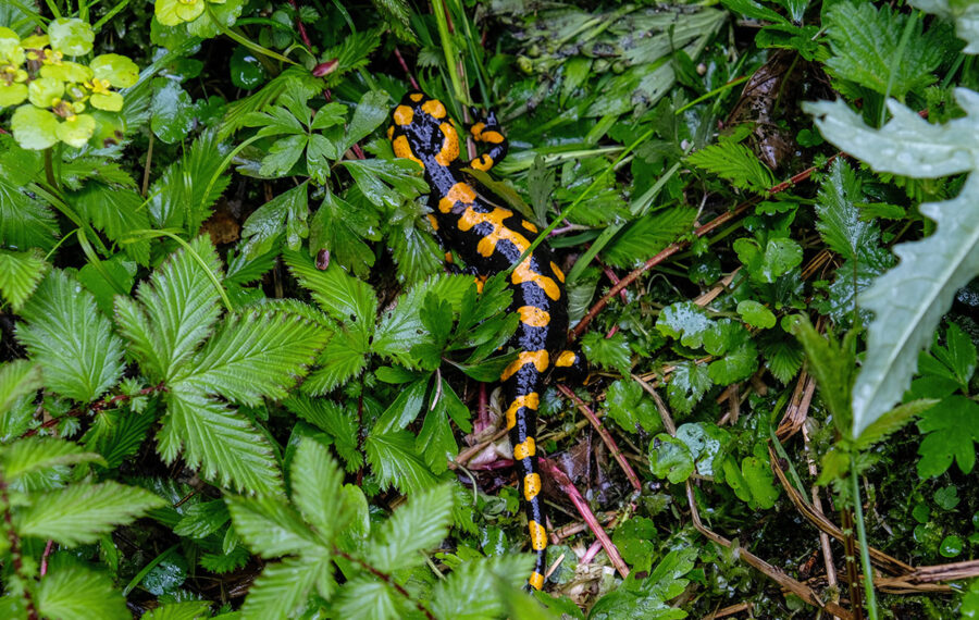 Der Feuersalamander – jeder kennt ihn, jeder mag ihn, Experten bangen nun um sein Überleben. Der Feuersalamander – jeder kennt ihn, jeder mag ihn, Experten bangen nun um sein Überleben.