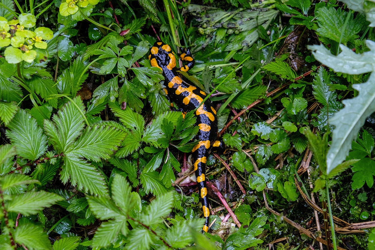 Der Feuersalamander – jeder kennt ihn, jeder mag ihn, Experten bangen nun um sein Überleben.