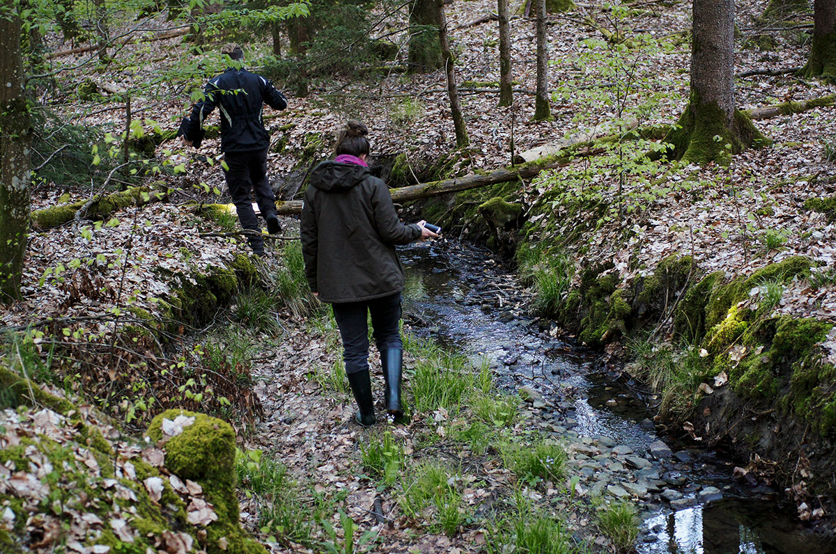 Salamander-Monitoring im Ebracher Forst: aufwendiges Suchen und Stochern im Totholz an mäanderndem Bach.