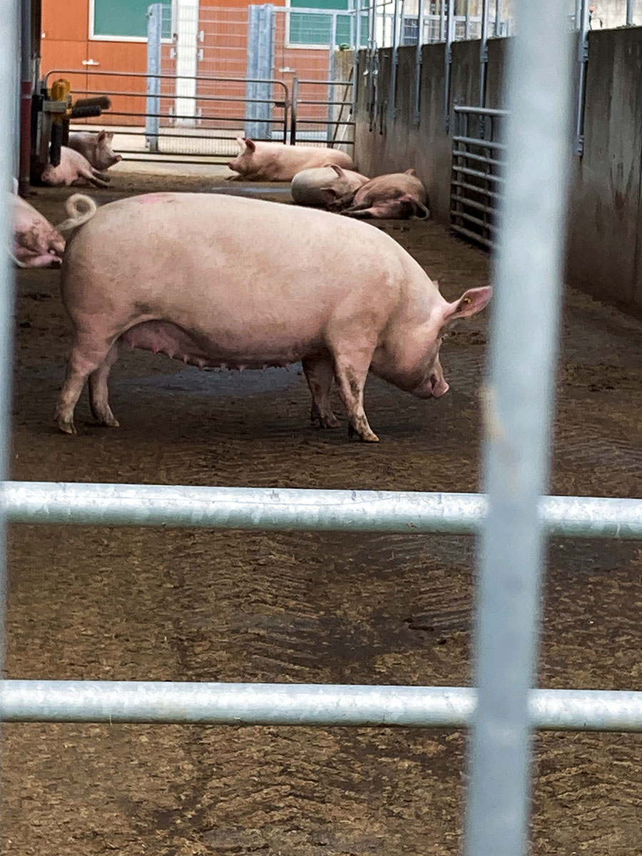 Außenbereich der Schweinehaltung
