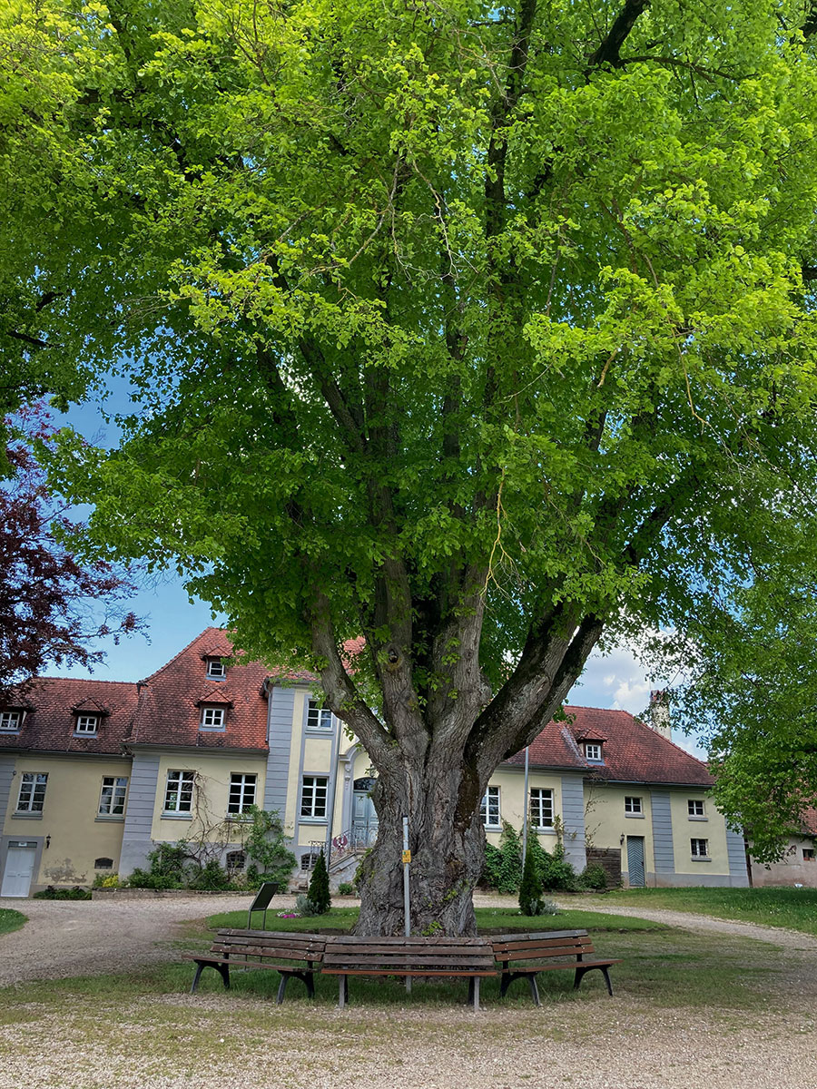 Das Hofgartenschloß direkt am Pomoretum – hier war die Studentenverbindung Frankonia untergebracht, die das Gebäude aus Sicherheitsgründen räumen mußte.