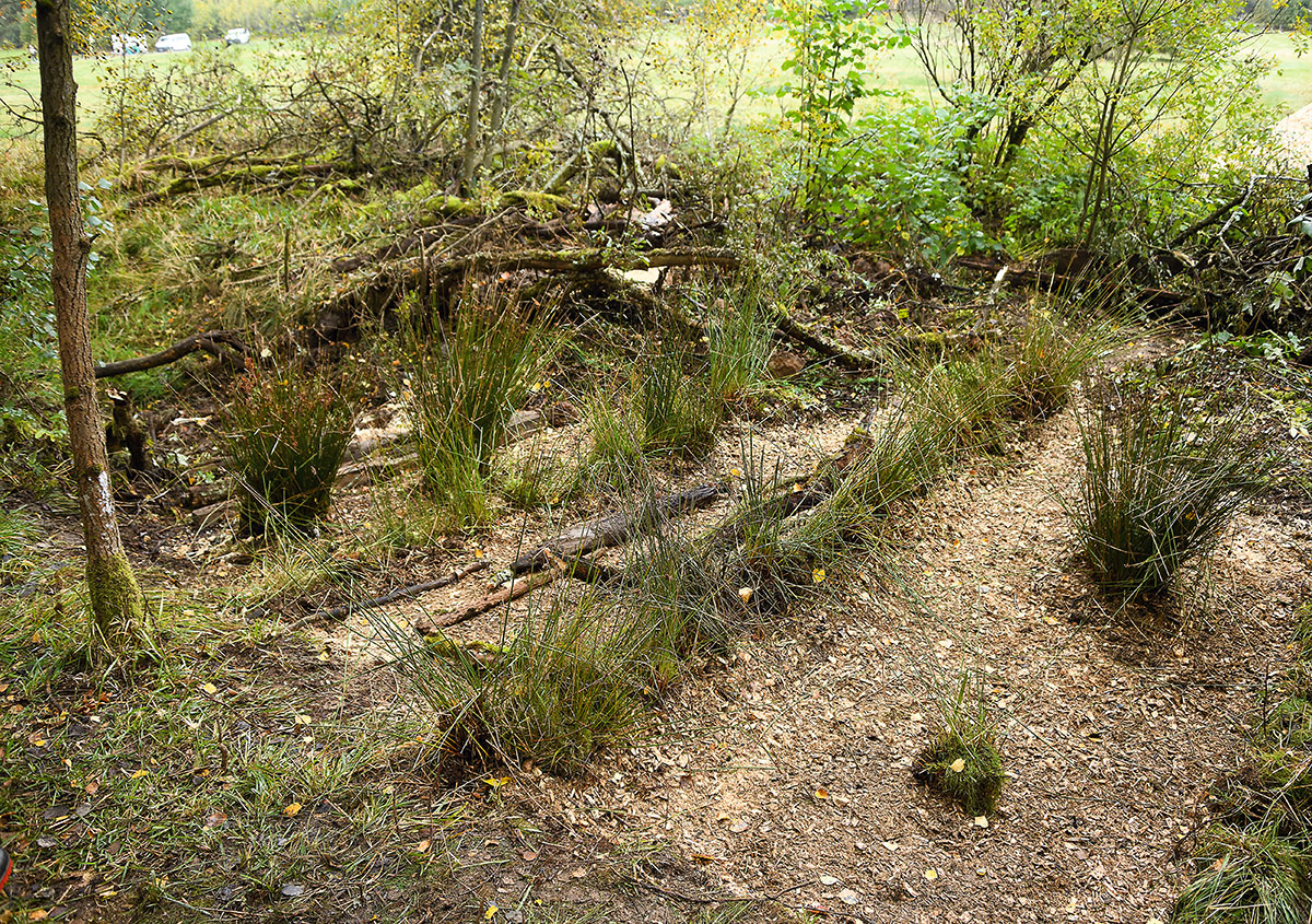 Fertig: Mit Erde bedeckt und mit Binsen bepflanzt fügt sich die fertige Dammkrone dezent in die Moorlandschaft.