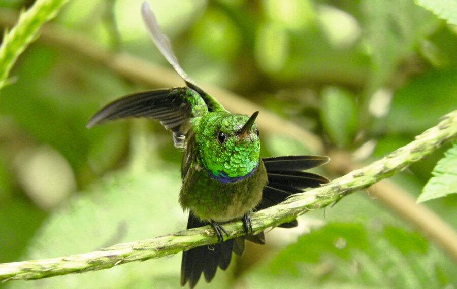 Die Purpurbrust-Amazilie, ein Kolibri (Polyerata rosenbergi) wurde ebenfalls auf den Wiederbewaldungsflächen in Ecuador nachgewiesen.