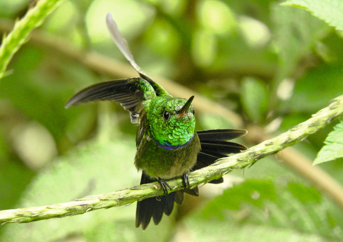 Die Purpurbrust-Amazilie, ein Kolibri (Polyerata rosenbergi) wurde ebenfalls auf den Wiederbewaldungsflächen in Ecuador nachgewiesen.
