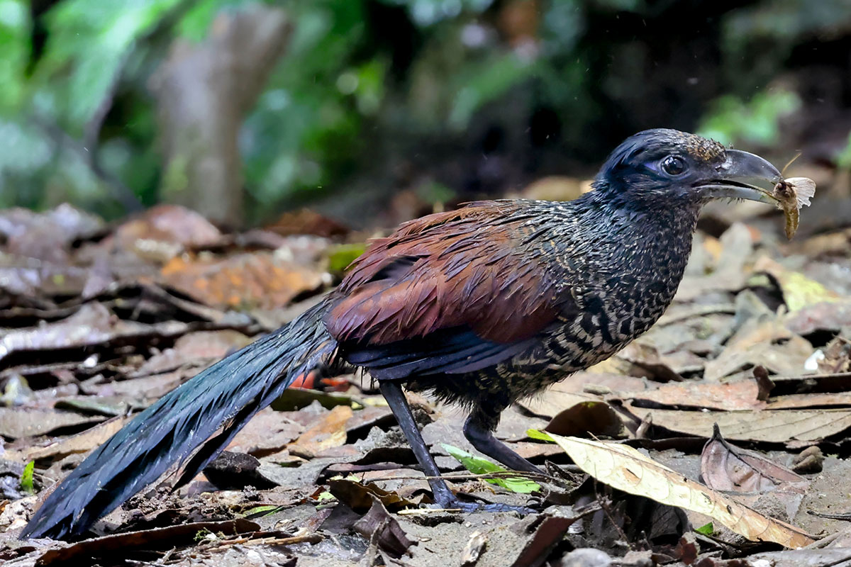 Der Bindengrund-Kuckuck (Neomorphus radiolosus) gehört zu den Vögeln, die auf tropischen Wiederbewaldungsflächen in Ecuador nachgewiesen wurden.