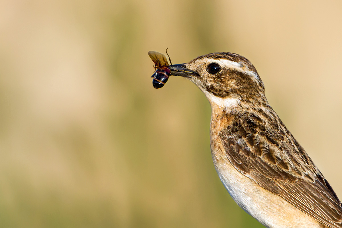 Diesmal Glück gehabt. Für das hübsche Braunkehlchen wird das Leben zunehmend schwieriger: dramatischer Insektenschwund, schwindende Lebensräume und kaum Ruhe vor dem Menschen.