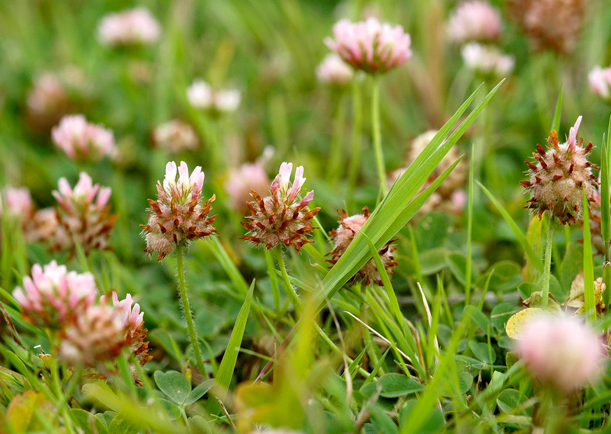 Der Erdbeer-Klee mag‘s salzig. Seine Blüten blasen sich beim Verblühen auf.