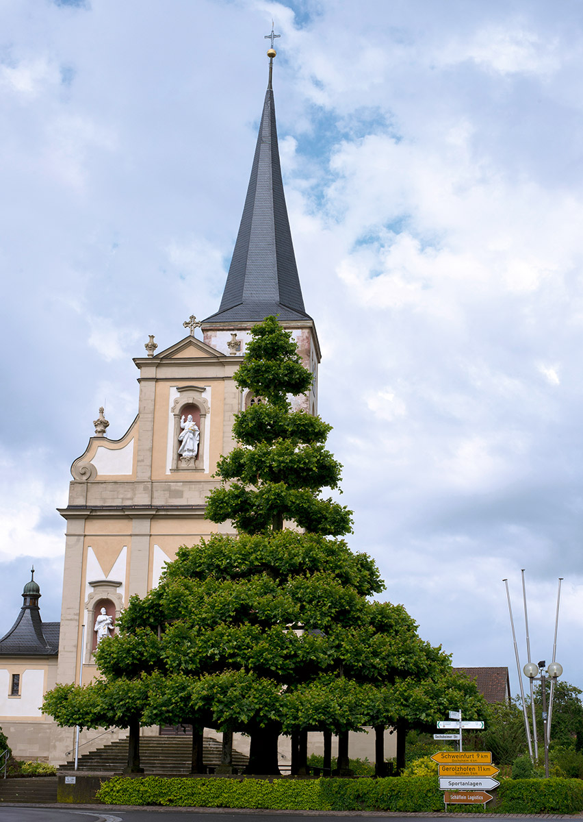 Gestutzt, gelängt und geleitet – die Stufenlinde in Grettstadt (Lkr. Schweinfurt) ist ein beeindruckendes lebendes Bauwerk