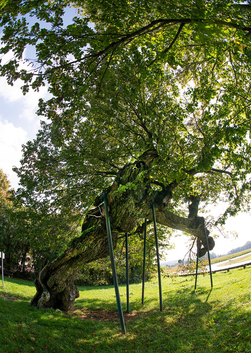Mit Unterstützung kann es noch ein paar hundert Jahre weitergehen, unter diesen Umständen auch horizontal. Die Kasberger Linde bei Gräfenberg im Landkreis Forchheim.