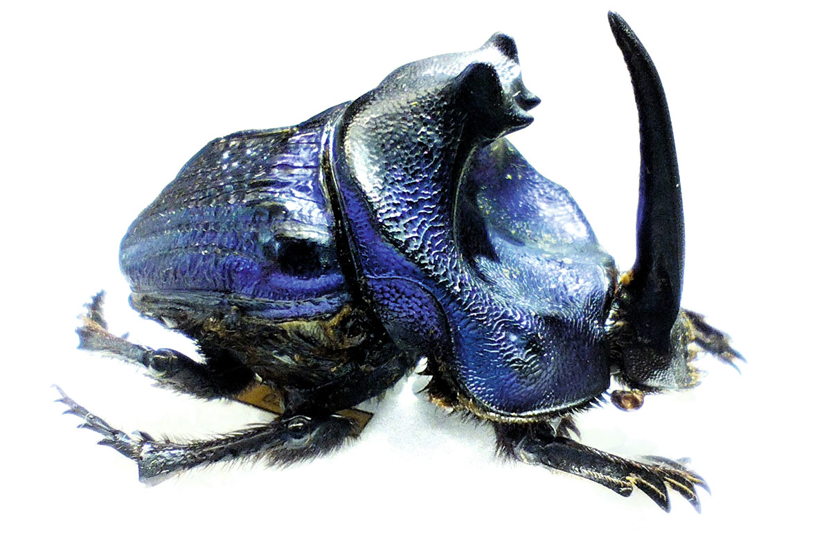 Der handtellergroße Dungkäfer Coprophanaeus lancifer, der gegenüber niedrigen Temperaturen empfindlich zu sein scheint.