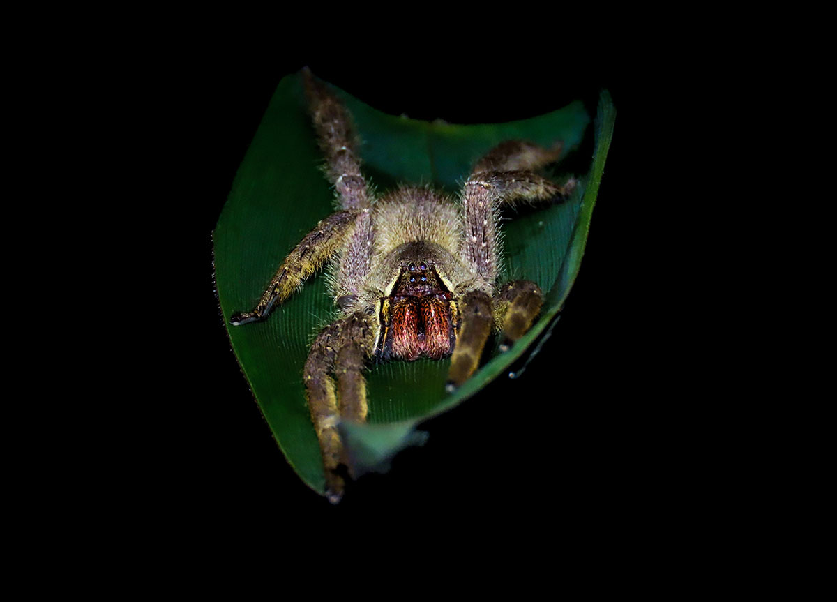 Die Große Bananenspinne Phoneutria boliviensis, die ebenfalls so groß wie ein Handteller wird. Die Spinne ist nachts häufig zu sehen, doch in der Kältewelle ließ sie sich nicht blicken.