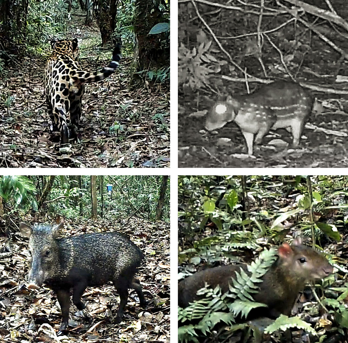 Diese Säugetiere hat das Würzburger Forschungsteam im südperuanischen Regenwald mit Kamerafallen fotografiert: ein Jaguar und ein Aguti.