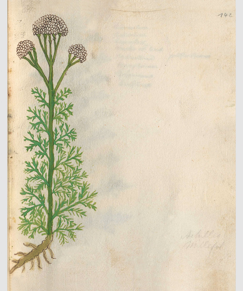 Abb.: Gemeine Schafgarbe, Achillea millefolium / Vitus Auslasser 1479
