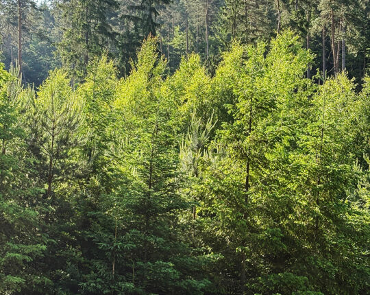 Ein trauriges Bild, das betroffen macht: Am Rennsteig befindet sich mit nahezu 500 Hektar die größte Einzelschadensfläche in Bayern. Ein trauriges Bild, das betroffen macht: Am Rennsteig befindet sich mit nahezu 500 Hektar die größte Einzelschadensfläche in Bayern.
