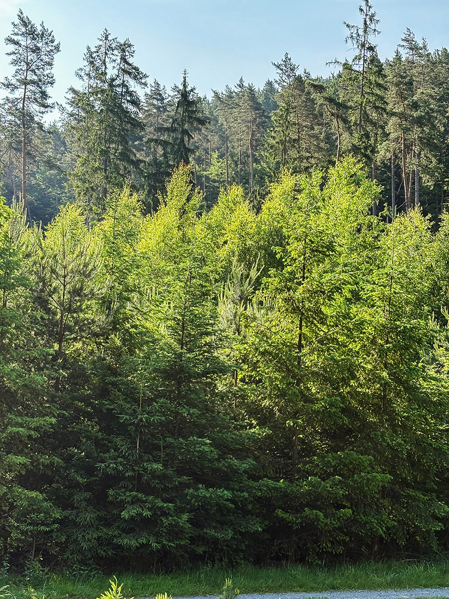 Ein trauriges Bild, das betroffen macht: Am Rennsteig befindet sich mit nahezu 500 Hektar die größte Einzelschadensfläche in Bayern.
