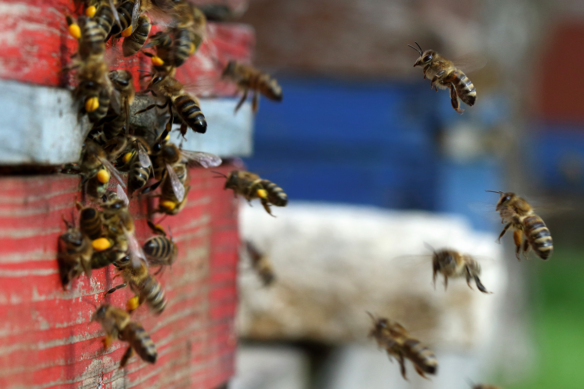Honigbienen an einem Bienenstock.