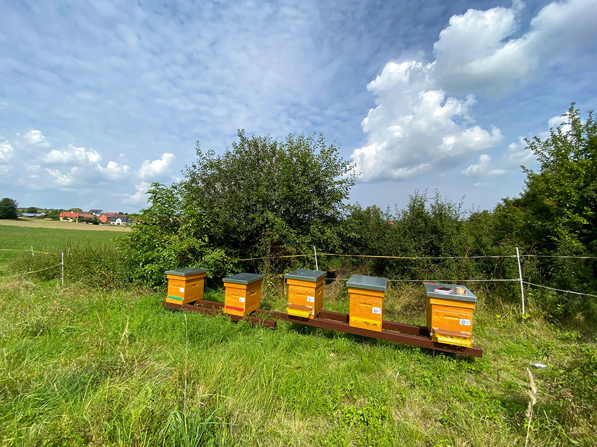 Bienenstöcke in ländlichem Umfeld.