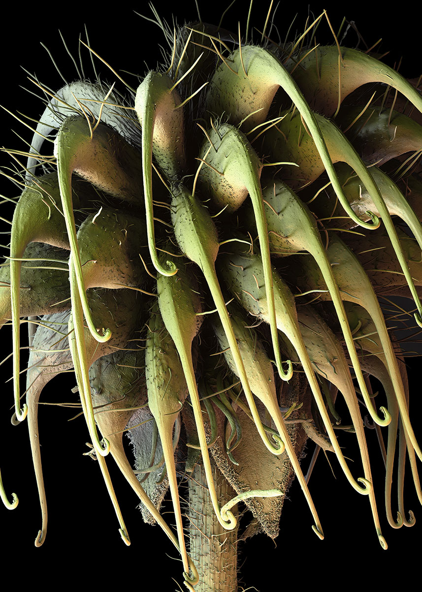 Nelkenwurz, Blüte – Bildfeld: 7930 x 11100 Mikrometer