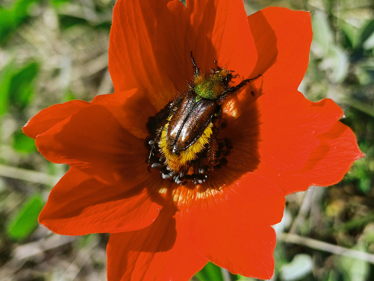 Ein Käfer der Art Pygopleurus chrysonotus auf einer Blüte der Pfauenanemone (Anemone pavonina) in Griechenland. Der Käfer kann, was andere Insekten nicht können: die Farbe Rot sehen. Foto: Johannes Spaethe / Universität Würzburg