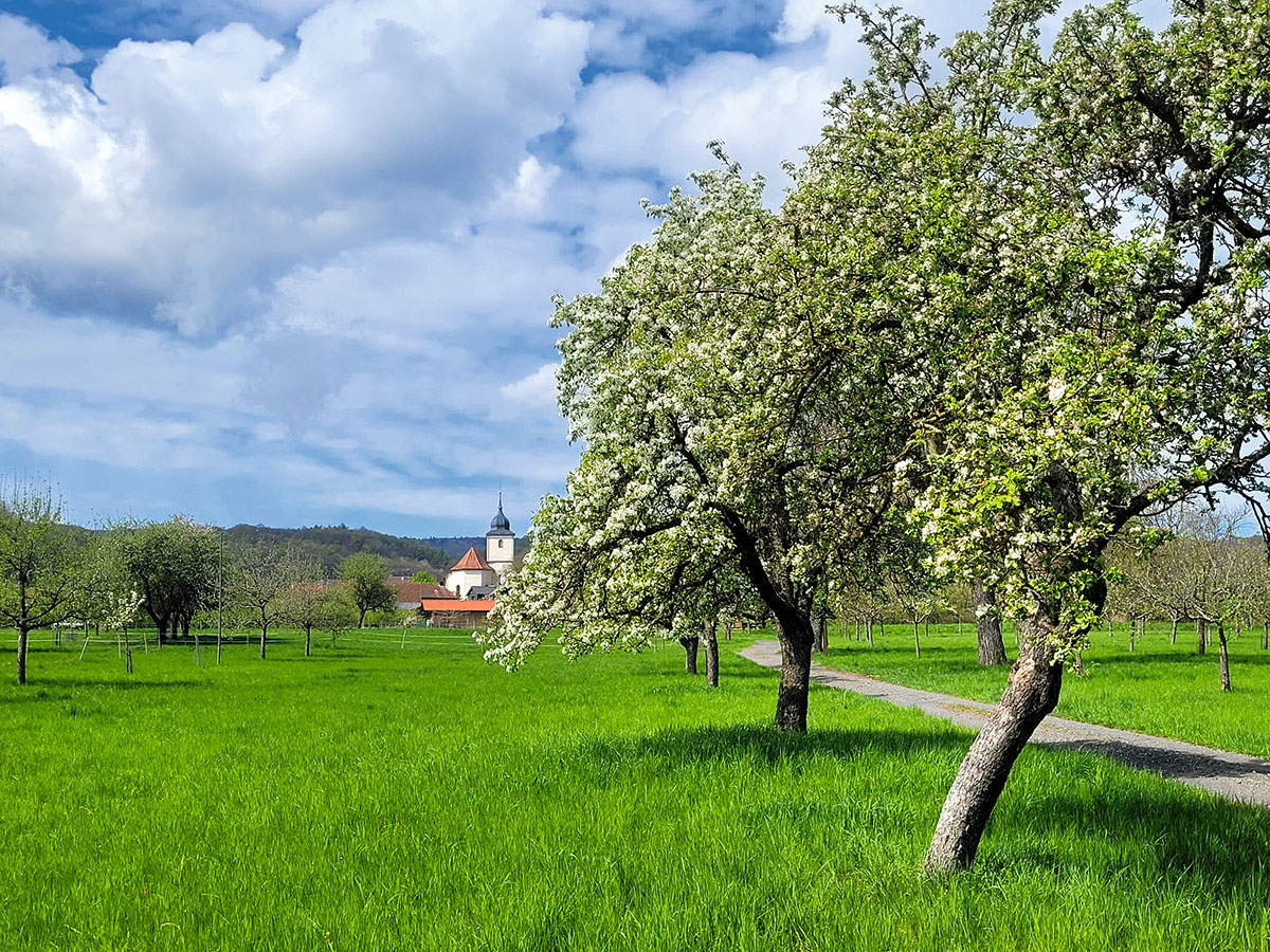 Blühende Blickachse inszeniert Barockkirche – im Apfeldorf Hausen, Lkr. Rhön-Grabfeld, kommt Streuobst auch als Allee daher.
